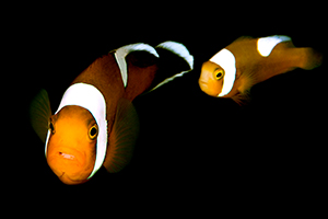 Amphiprion polymnus